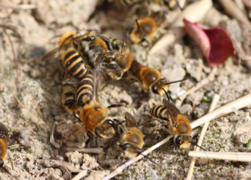 Colletes hederae